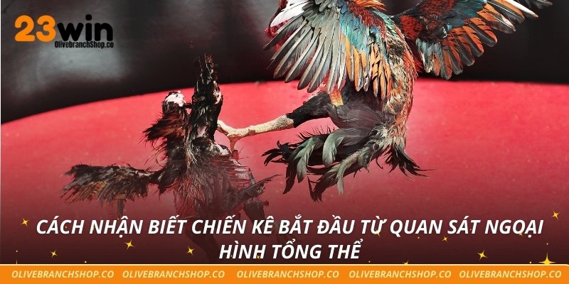 Cách Nhận Biết Chiến Kê Hiệu Quả Cho Người Chơi 23win Cách nhận biết chiến kê bắt đầu từ quan sát ngoại hình tổng thể