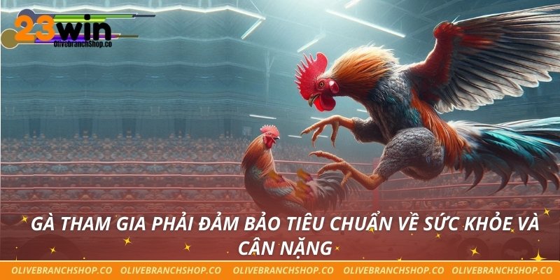 Gà tham gia phải đảm bảo tiêu chuẩn về sức khỏe và cân nặng