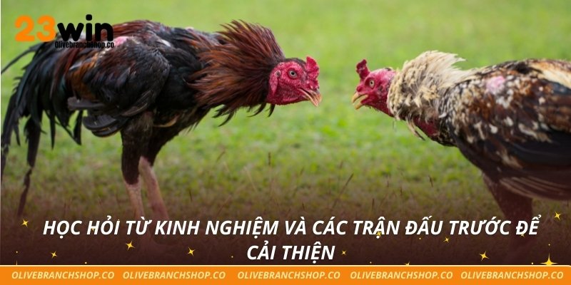 Luật Đá Gà Minh Bạch Cho Trải Nghiệm Cá Cược Công Bằng Học hỏi từ kinh nghiệm và các trận đấu trước để cải thiện