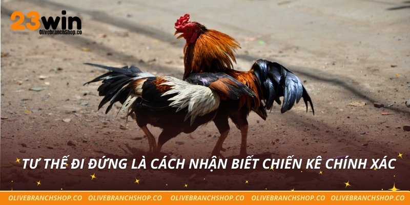 Cách Nhận Biết Chiến Kê Hiệu Quả Cho Người Chơi 23win Tư thế đi đứng là cách nhận biết chiến kê chính xác